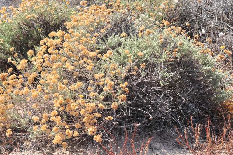 Helichrysum italicum subsp. tyrrhenicum / Perpetuini d''Italia